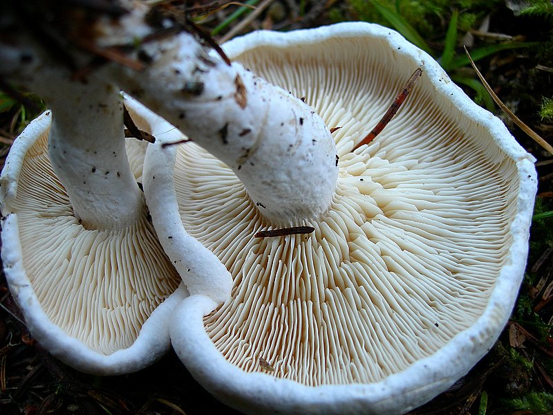 Leucopaxillus alboalutaceus (F.H. Mller & Jul. Schff.) Ml